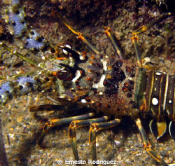 Lobster in Escambron Beach in San Juan PR 
G9 with built... by Ernesto Rodriguez 